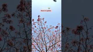 Cherry Blossom In India Love Karnival