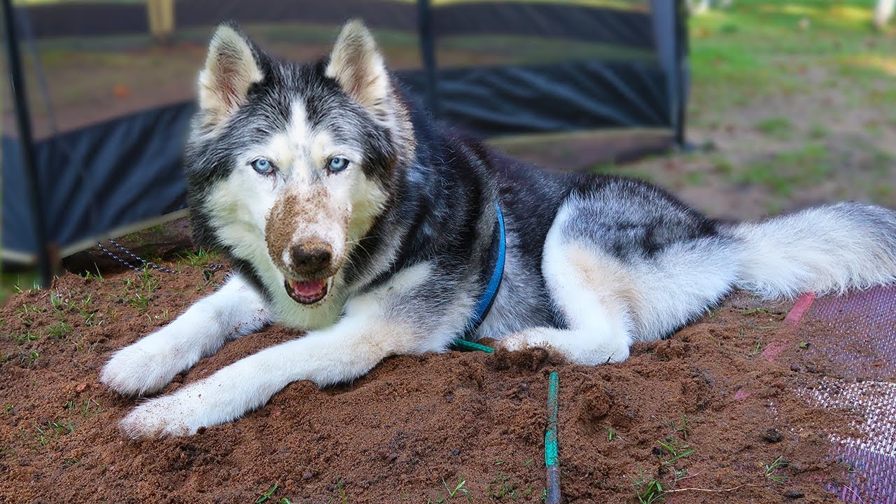 Why Does My Husky LOVE to Dig? shorts YouTube