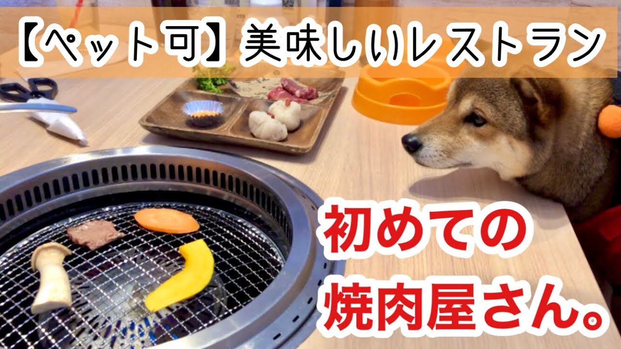 愛犬同伴で焼肉屋さん うしすけ 行ってきました 犬と入れる飲食店 柴犬つむ Shibainu Tsumu Youtube 愛犬同伴で焼肉屋さん うしすけ 行ってきました 犬と入れる飲食店 柴犬つむ Shibainu Tsumu Youtube