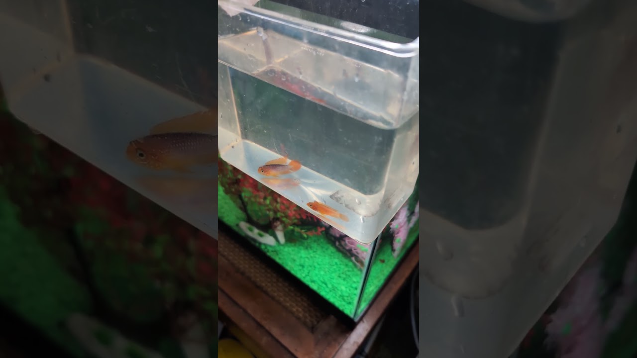 Starting a fire! Orange Fire Apistogramma new pair!  (2026) #shorts #drockingfish
