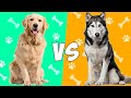 Golden Retriever vs Husky Siberiano en Español