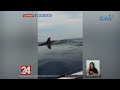 24 Oras: Mga dolphin at orca sa bohol, namataan sa karagatan ng Bohol