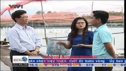 VTV1 ứng dụng nano bạc trong nuôi tôm, nano bạc cứu người nuôi tôm, nano bạc sử lý môi trường nước
