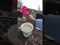 sua rosa vai florir sem parar se usar esse adubo