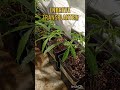 ARMARIO DE CRECIMIENTO!! DIA 61 DE VIDA!!#growing #autoconsumo #autoconsumo #cultivo #interior #lst