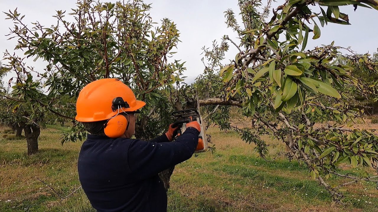 Poda Eficiente del Almendro