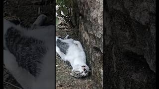 #cat #micat #xuhuong