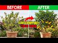 Your Lemon Tree Is Dropping Leaves… Here’s Why| The Stress Shock Most Growers Miss 🍋