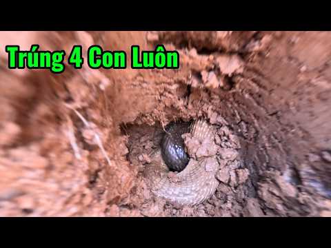 Xâm Nhập Ngôi Nhà Hoang 30 Năm Không Ai Dám Tới Và Trúng Rắn Mang Về | Mười Thương SB