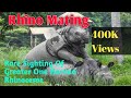 Rhino Mating | Chitwan National Park | Rare Sighting OF Greater One Horned Rhinoceros | Wildlife