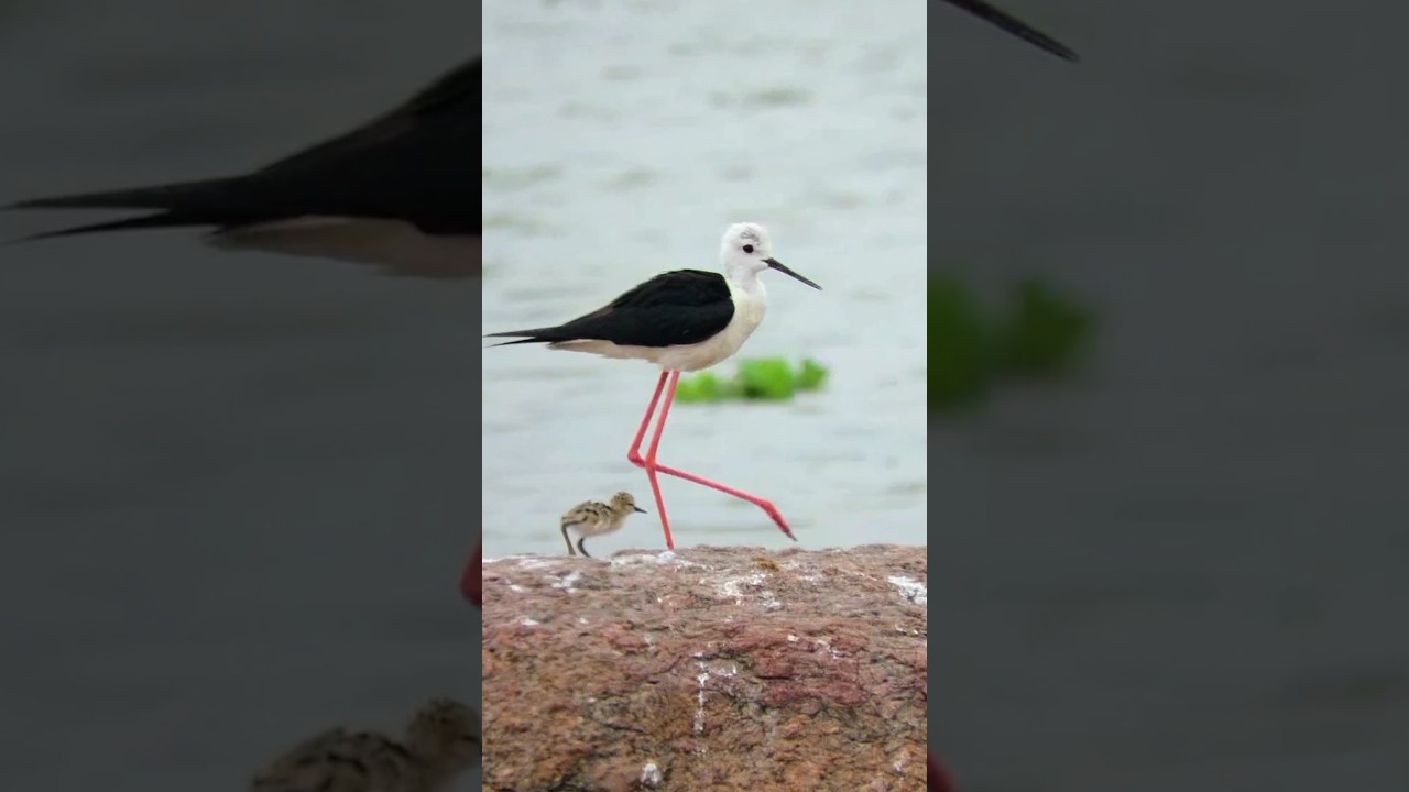 Black Winged Stilt bird and its baby 