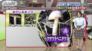 触るだけで炎症も・・・危険な“毒キノコ”の見分け方(14/09/23)