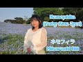 Nemophila (Baby Blue Eyes) on Miharashi Hill - ネモフィラ
