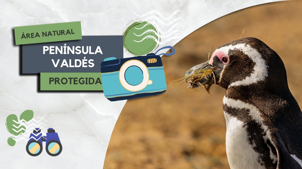 ÁREA NATURAL PROTEGIDA PENÍNSULA VALDÉS - Buscando Fauna en CHUBUT