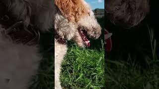 If the fox terrier does not tolerate plucking / Если фокстерьер не терпит выщипывание, p.1