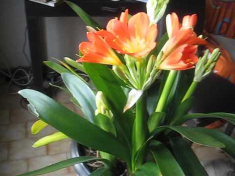 Vidéo: Clivia. Soins, Culture, Reproduction. Floraison Décorative. Plantes D'intérieur. Expérience Personnelle. Fleurs. Une Photo