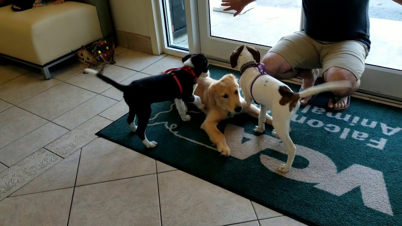 Puppy Class at VCA Falcon Village Animal Hospital YouTube