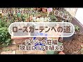 【ローズガーデン開拓】【ガーデニング】#24デイジーの庭編狭小庭にバラ6本植える！