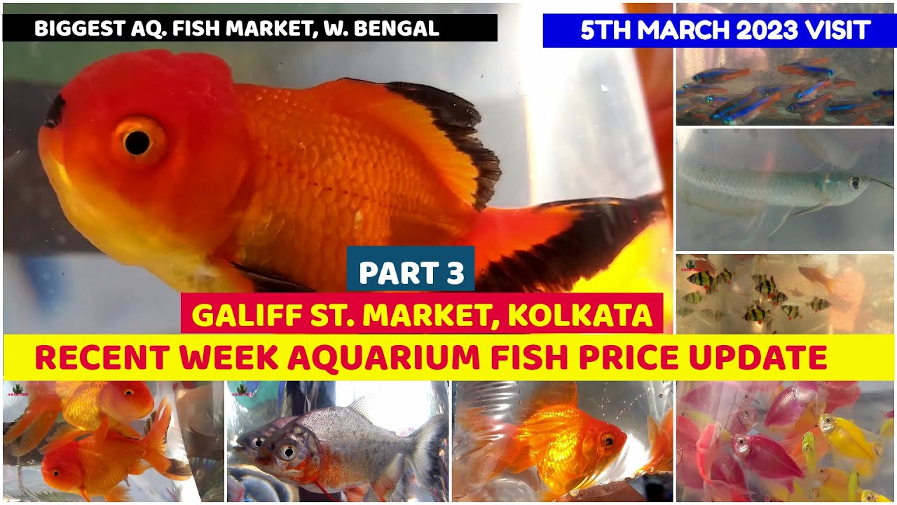 Current Week Aquarium Fish Price Galiff Street Cheapest Aquarium Fish
