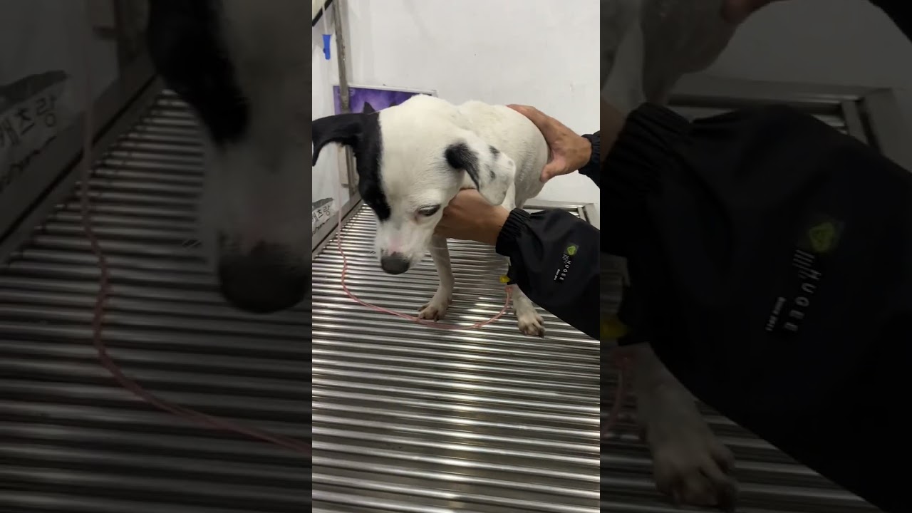 “administer calcium intravenously to a dog” 