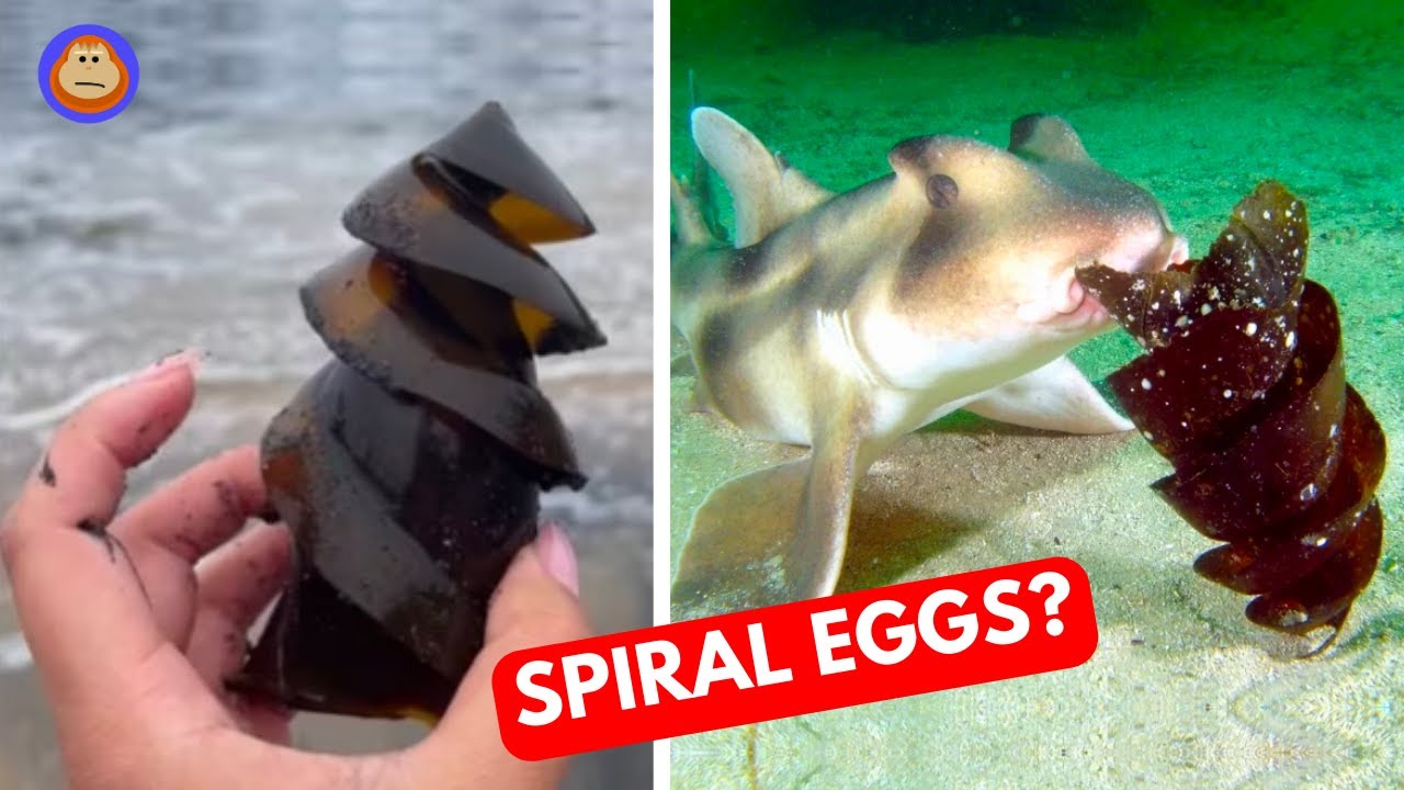 Natural Wonders: Weirdest Animal Eggs » Explorersweb