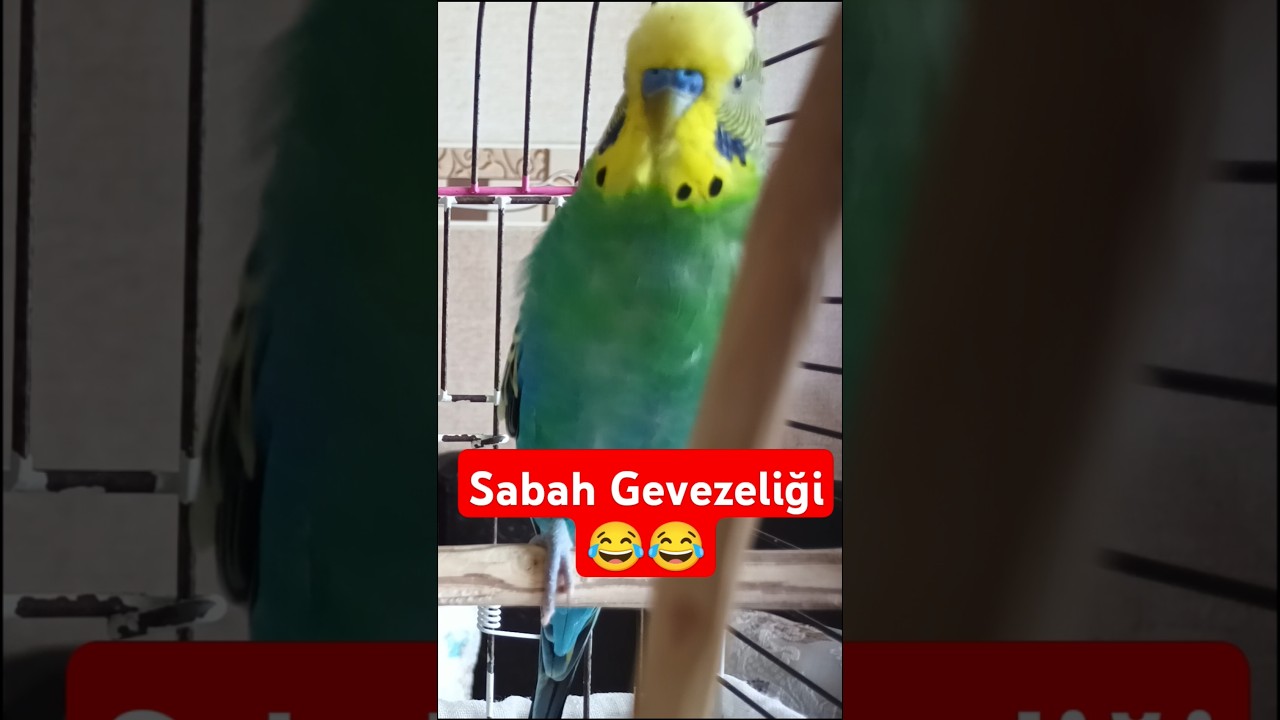 Geveze 😂😂 #muhabbetkuşufıstık #muhabbetkuşu #konuşankuş #birds #muhabbetkuslari #parrot #budgies
