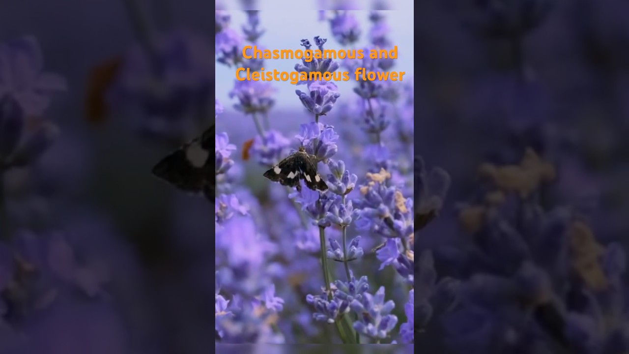 Chasmogamous and cleistogamous flower : Understanding adaptation