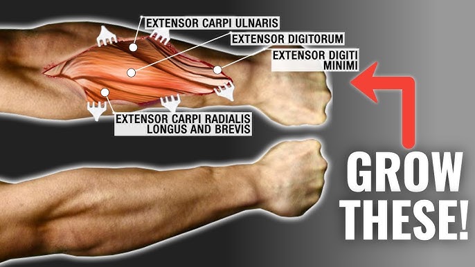 Build Forearm and Grip Strength with the Gripster - Find Out How! — Eightify