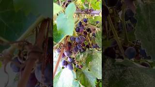 Кушайте,если есть возможность, виноград Изабелла🍇,т.к.он разжижает кровь и полезен для сердца//grape