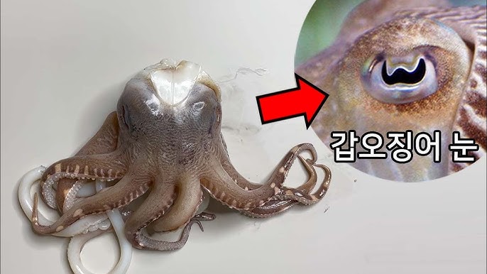 What'S Inside An Octopus? - Octopus Dissection - Youtube