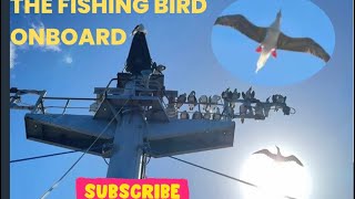 Albatross Onboard
