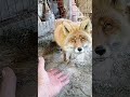 3661. Дикая лиса Маркиза и утренний завтрак. #wildfox #animals #shorts