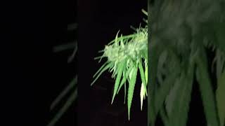 it's that time of year we have hard bugs #cannabisheals #organic #clones #cannabissavedmylife