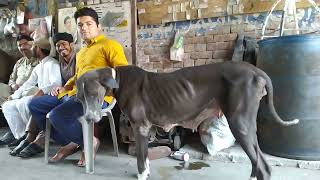 Biggest Pakistani Bully mastiff Black female dog 🐕🐶