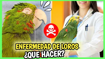 ¿Por qué tenían loros los marineros?