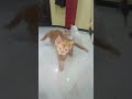 Persian 9131411960 #cats #persiancat #catfarm#catsofinstagram #catsofyoutube #catsvideo #catsagram