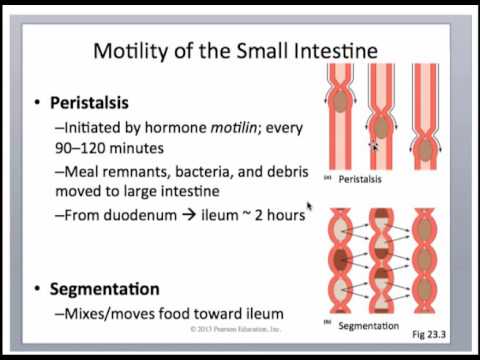 digestive anatomy part 2 - YouTube