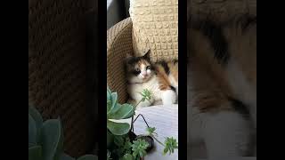 Bir Kedinin Elli Tonu😂 #shorts #cat #cute #pets #funny #animals #kedi