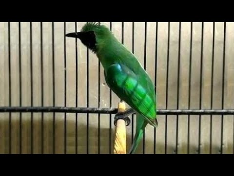 Cucak Ijo Banyuwangi Super Mewah Youtube