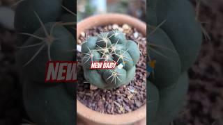 Coryphantha elephantidens #cactus