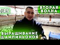 #15 Бизнес В Гараже | 2 Волна | Выращивание Шампиньонов