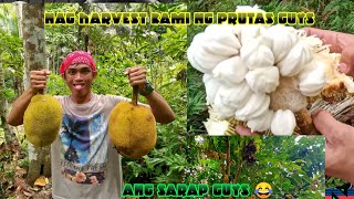 Harvest muna kami ng prutas dito sa bukid guys ang dami bunga marang, lansones at iba