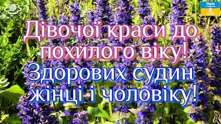 Дівочої краси до похилого віку!🌺 Здорових судин жінці і чоловіку!🌳