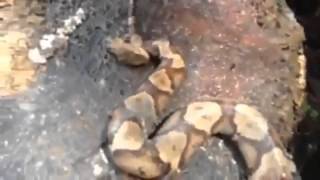 Severed Head Of The Snake Biting Itself Severed Head Of The Snake Biting Itself