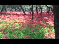 埼玉 日高 巾着田2 20191002