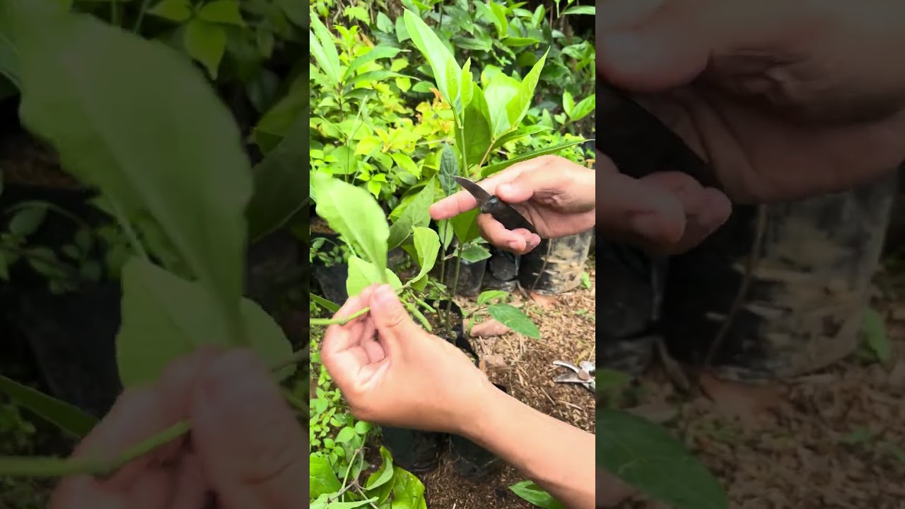 cara Grafting cabe jamu perdu dengan batang bawah melada