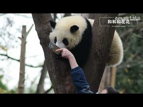 熊猫和叶 - 喝盆盆奶的和叶：来人！给我拿盆盆奶，奶爸：大人您在树上，这。。。。。。。Heye with a bowl of milk