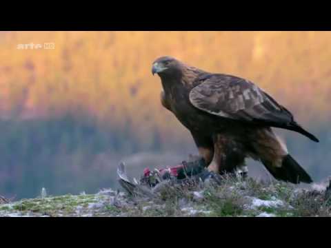 Das Leben des Königs der Berge - Steinadler Doku