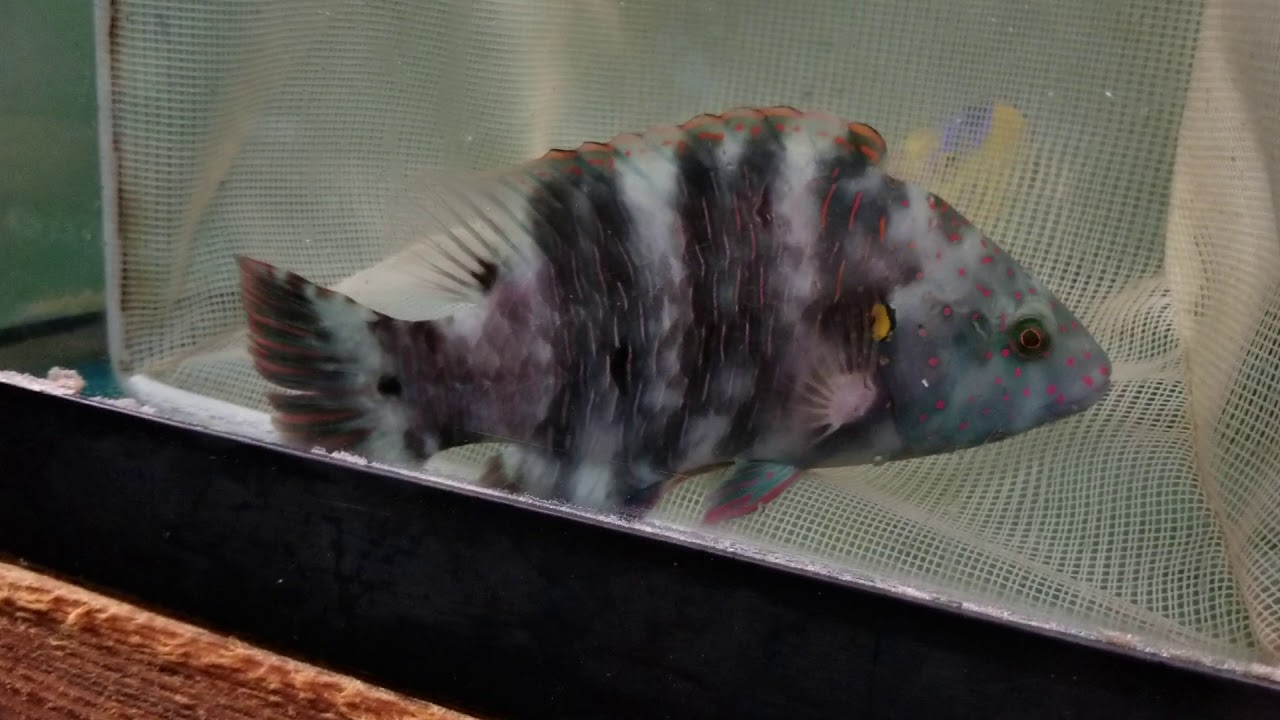 Broomtail Wrasse  $399 - Red Sea