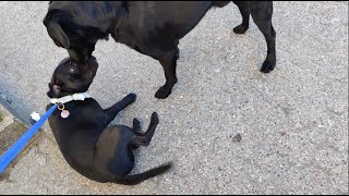 Morning walk with Odin by Odin the Staffordshire Bull terrier 1,161 views 3 years ago 3 minutes, 58 seconds